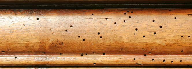 Wood-Boring Insects